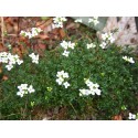 Hornungia alpina subsp auerswaldii - Cresson des chamois