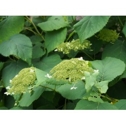 Hydrangea arborescens 'Hills of Snow'