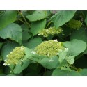 Hydrangea arborescens 'Hills of Snow'