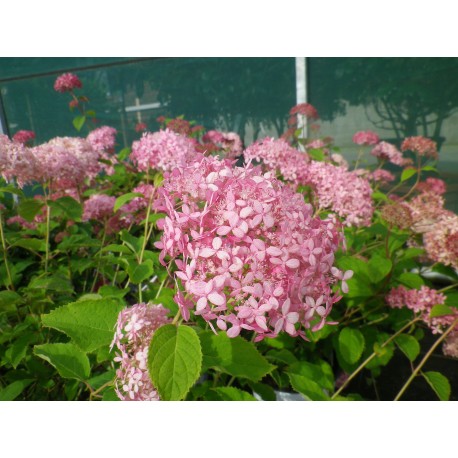 Hydrangea arborescens 'Pink Annabelle' ®