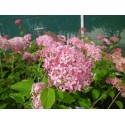 Hydrangea arborescens 'Pink Annabelle' ®