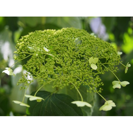 Hydrangea arborescens 'White Dome'