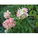 Hydrangea paniculata 'Diamant rouge' ®