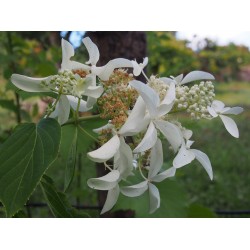 Hydrangea paniculata 'Great star'®