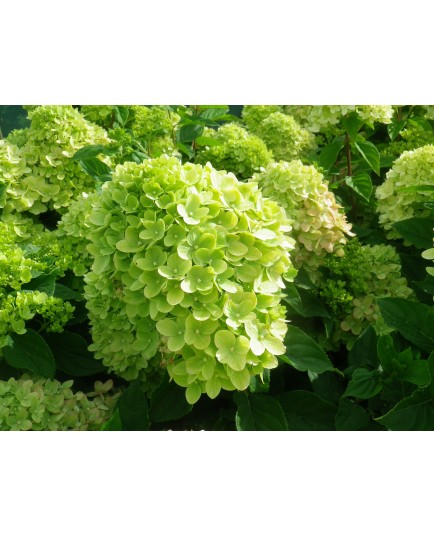 Hydrangea paniculata 'Little Lime'®