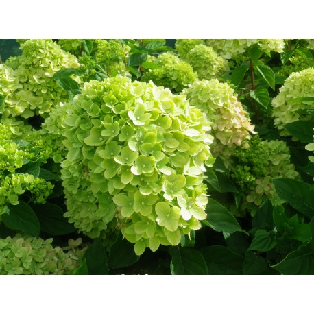 Hydrangea paniculata 'Little Lime'®