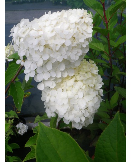 Hydrangea paniculata 'Polar Bear'®