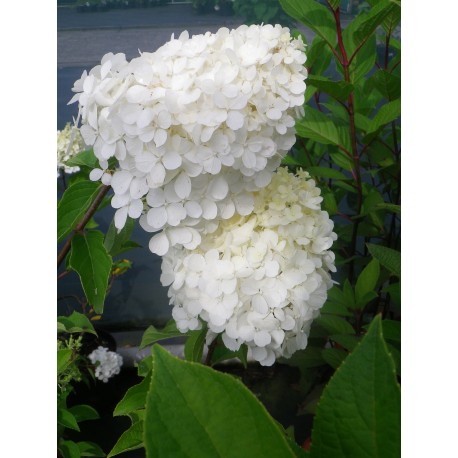 Hydrangea paniculata 'Polar Bear'®