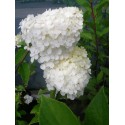 Hydrangea paniculata 'Polar Bear'®