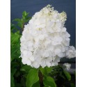 Hydrangea paniculata 'Polar Bear'®