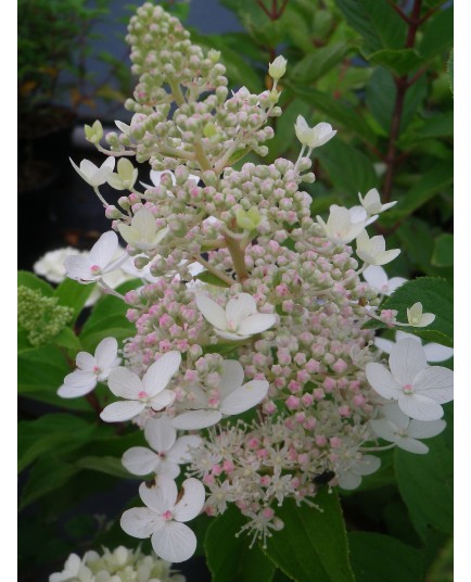 Hydrangea paniculata 'Tardiva'