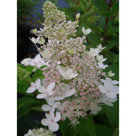 Hydrangea paniculata 'Tardiva'