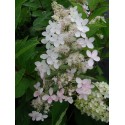 Hydrangea paniculata 'Tardiva'