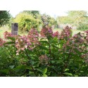 Hydrangea paniculata 'Wim's Red'®