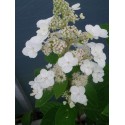 Hydrangea paniculata 'Unique'