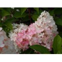 Hydrangea paniculata 'Vanille Fraise'®