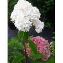 Hydrangea paniculata 'Vanille Fraise'®