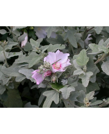 Lavatera thuringiaca 'Rosea' - mauve en arbre, lavatère arbustive