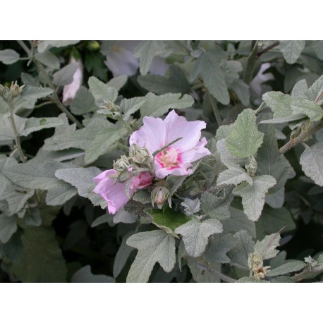 Lavatera thuringiaca 'Rosea' - mauve en arbre, lavatère arbustive