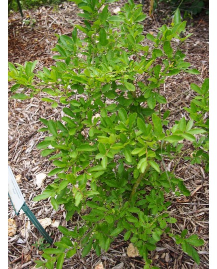 Ligustrum obtusifolium 'Massif'® - Troène