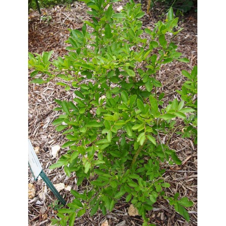 Ligustrum obtusifolium 'Massif'® - Troène