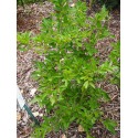 Ligustrum obtusifolium 'Massif'® - Troène