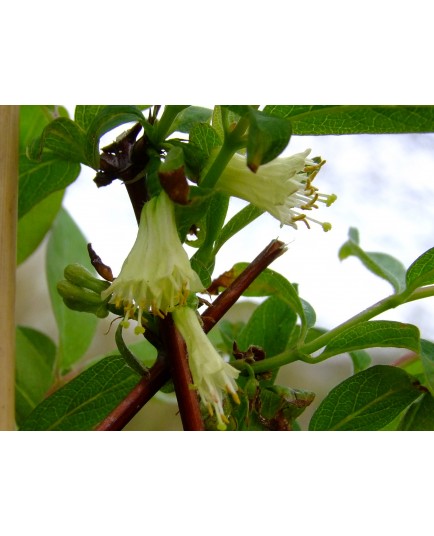 Lonicera caerulea var kamtchatica 'Fialka' - Chèvrefeuilles comestibles