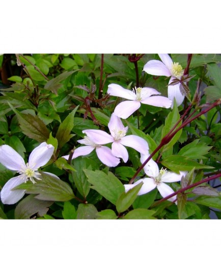 Clematis montana 'Fragrant Spring' - Clematite