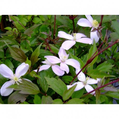 Clematis montana 'Fragrant Spring' - Clematite