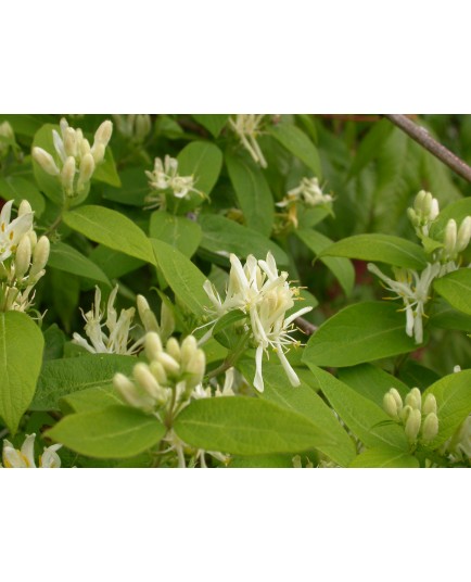 Lonicera muscaviensis x - chèvrefeuille