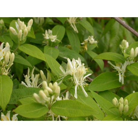 Lonicera muscaviensis x - chèvrefeuille