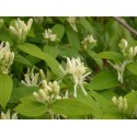 Lonicera muscaviensis x - chèvrefeuille