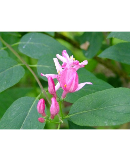 Lonicera tatarica 'Zabelii' - Chèvrefeuilles des Tatars