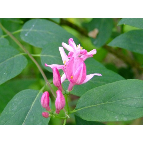 Lonicera tatarica 'Zabelii' - Chèvrefeuilles des Tatars