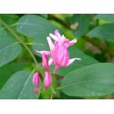 Lonicera tatarica 'Zabelii' - Chèvrefeuilles des Tatars