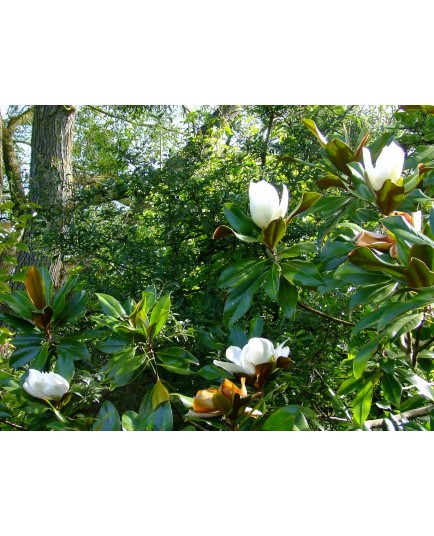 Magnolia grandiflora 'Galissonière'