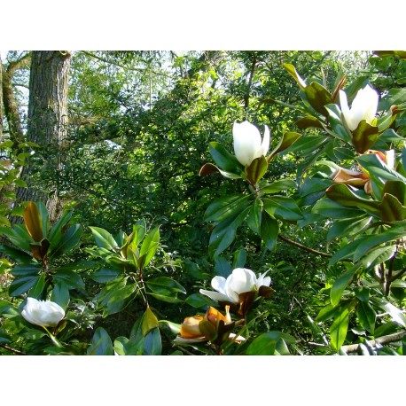 Magnolia grandiflora 'Galissonière'