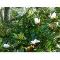 Magnolia grandiflora 'Galissonière'