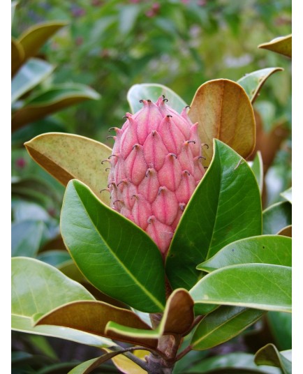 Magnolia grandiflora 'Ferruginea'