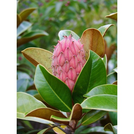 Magnolia grandiflora 'Ferruginea'