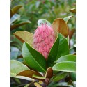 Magnolia grandiflora 'Ferruginea'