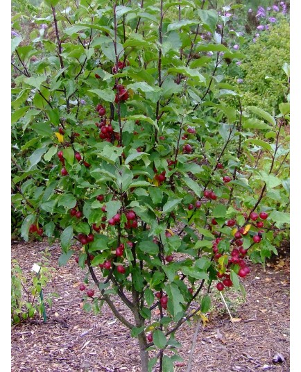 Malus 'Velvet Pillar' - pommier d'ornement, pommier fleur