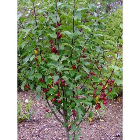 Malus 'Velvet Pillar' - pommier d'ornement, pommier fleur