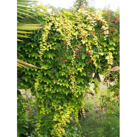 Parthenocissus 'Fenwaypark' - ampelopsis , vigne vierge