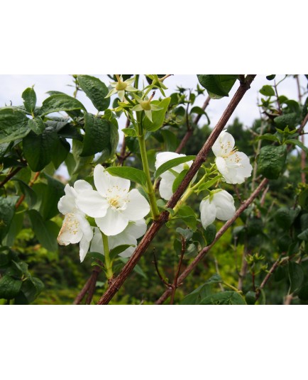 Philadelphus virginalis x 'Schneesturm' - Seringat