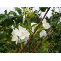 Philadelphus virginalis x 'Schneesturm' - Seringat