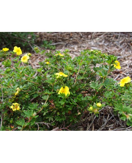 Potentilla fruticosa 'Longacre' - potentille arbustive