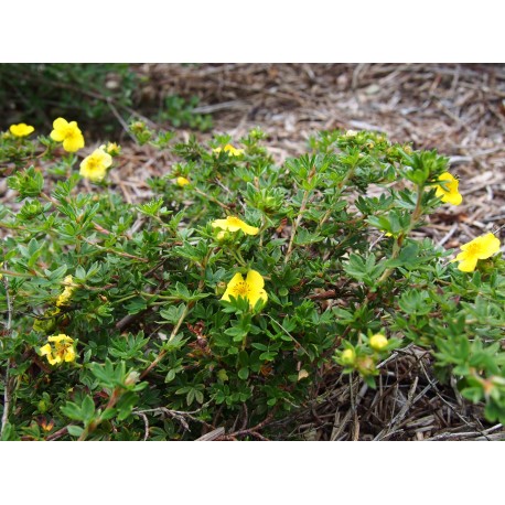 Potentilla fruticosa 'Longacre' - potentille arbustive