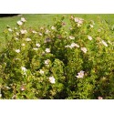 Potentilla fruticosa 'Lovely Pink'® ( Pink Beauty) - potentilles, comarums,