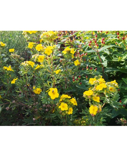 Potentilla fruticosa var. grandiflora 'Jackmann's Variety' - potentille de Jackmann